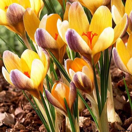 11 of the Best Crocus Varieties for Your Garden
