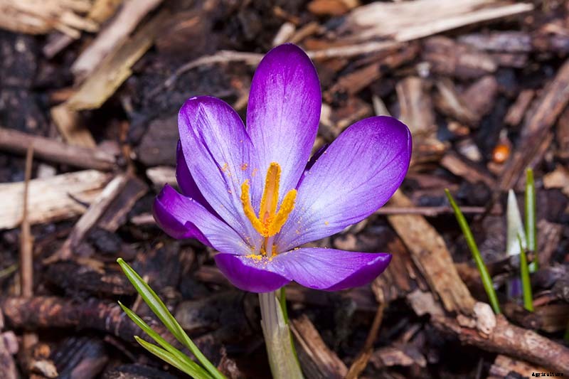 11 of the Best Crocus Varieties for Your Garden
