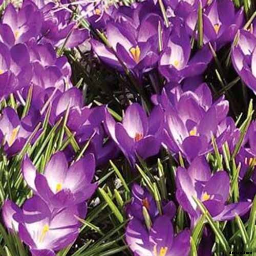 11 of the Best Crocus Varieties for Your Garden