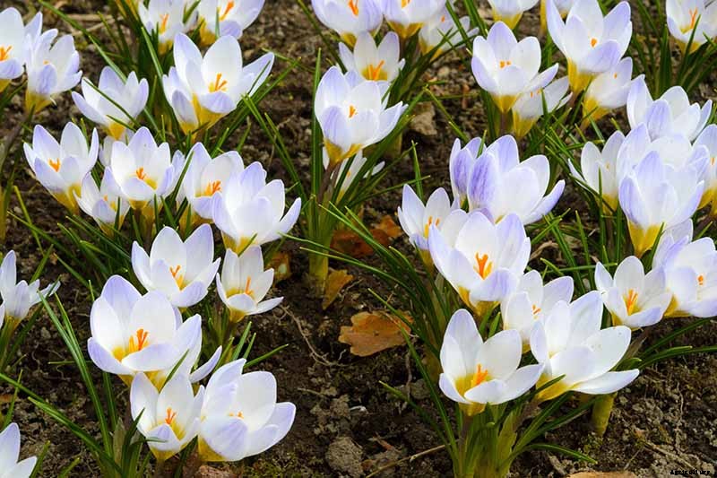 11 of the Best Crocus Varieties for Your Garden