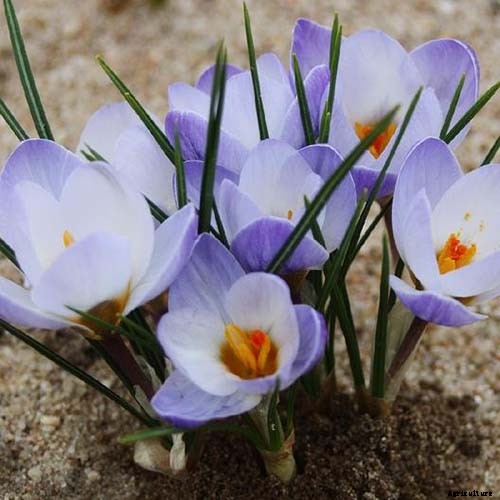 11 of the Best Crocus Varieties for Your Garden