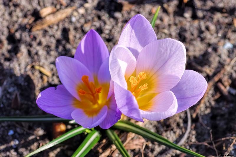 11 of the Best Crocus Varieties for Your Garden