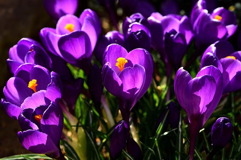 11 of the Best Crocus Varieties for Your Garden