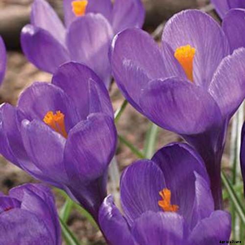 11 of the Best Crocus Varieties for Your Garden
