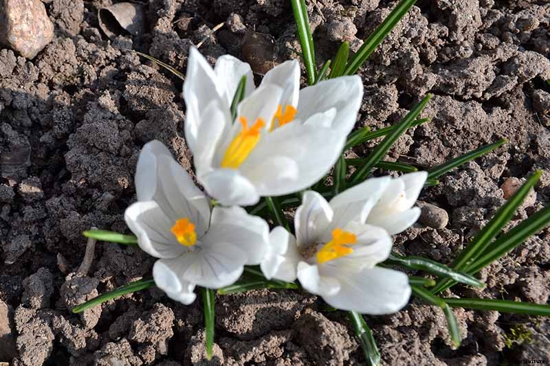 11 of the Best Crocus Varieties for Your Garden
