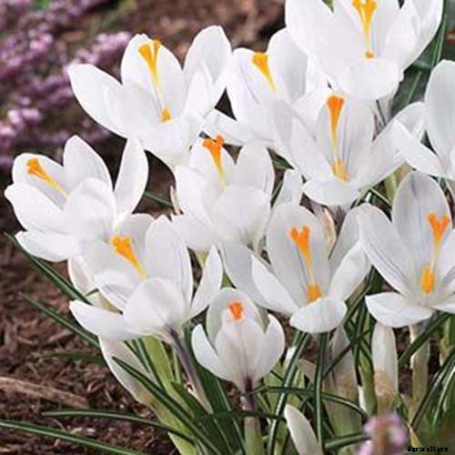 11 of the Best Crocus Varieties for Your Garden