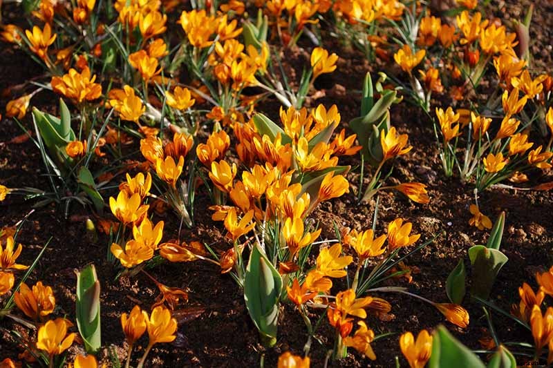 11 of the Best Crocus Varieties for Your Garden