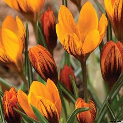 11 of the Best Crocus Varieties for Your Garden