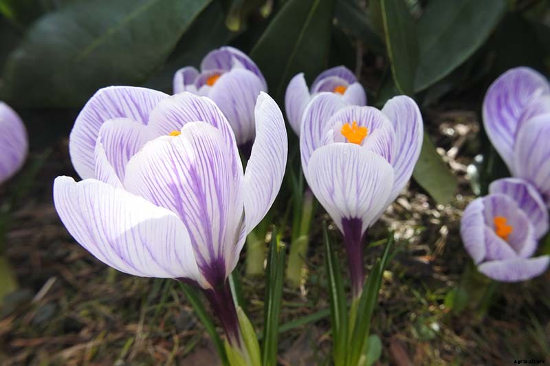 11 of the Best Crocus Varieties for Your Garden