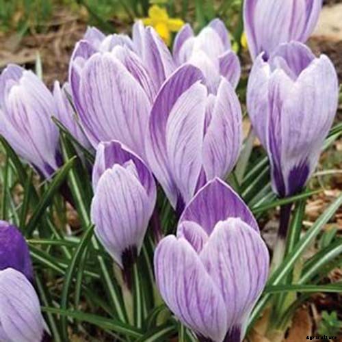 11 of the Best Crocus Varieties for Your Garden