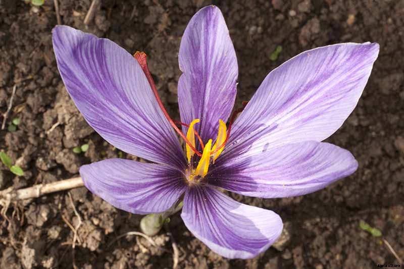 11 of the Best Crocus Varieties for Your Garden