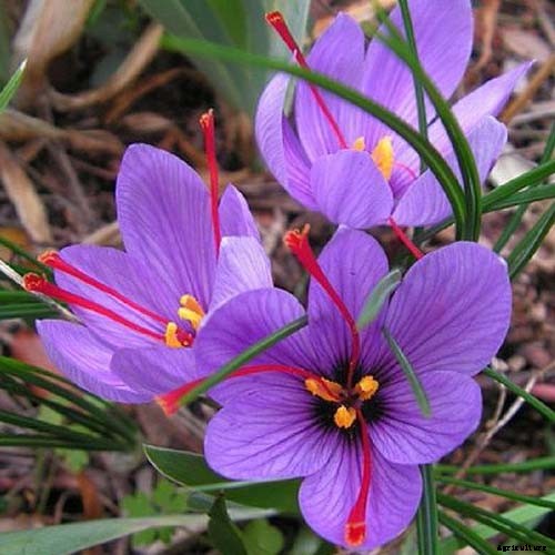 11 of the Best Crocus Varieties for Your Garden