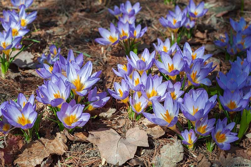 11 of the Best Crocus Varieties for Your Garden