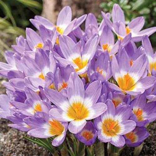 11 of the Best Crocus Varieties for Your Garden