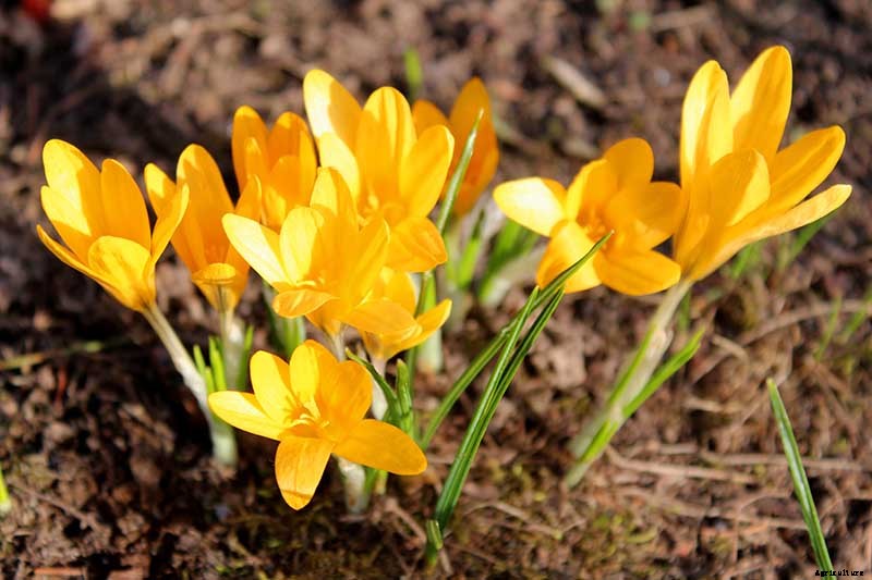 11 of the Best Crocus Varieties for Your Garden