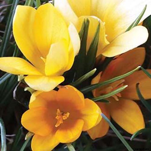 11 of the Best Crocus Varieties for Your Garden