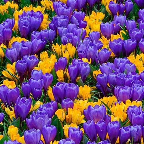 11 of the Best Crocus Varieties for Your Garden