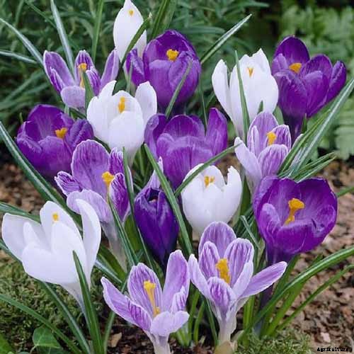 11 of the Best Crocus Varieties for Your Garden