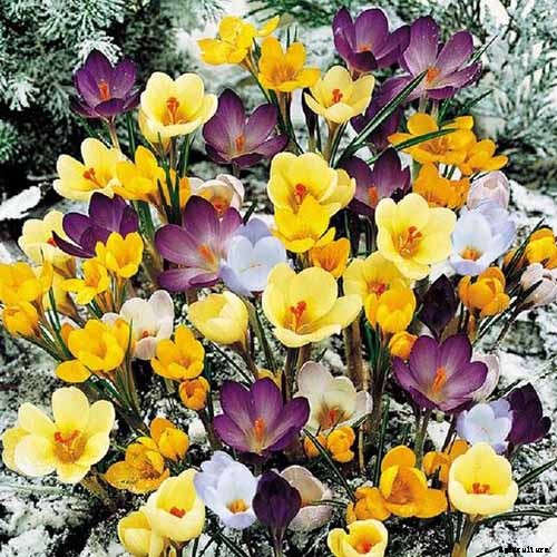 11 of the Best Crocus Varieties for Your Garden