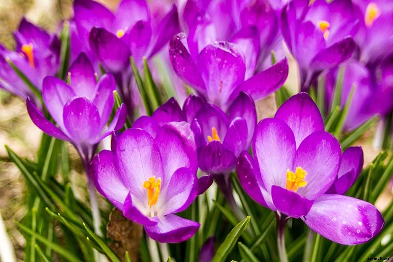 11 of the Best Crocus Varieties for Your Garden