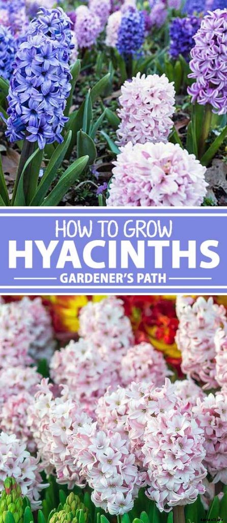 How to Grow Heavenly Hyacinths for Rich Spring Color and Sweet Perfume