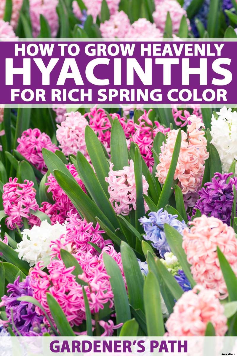 How to Grow Heavenly Hyacinths for Rich Spring Color and Sweet Perfume
