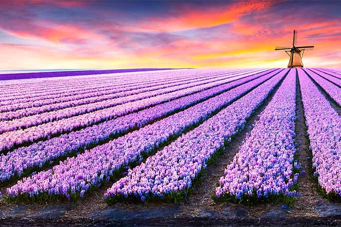 How to Grow Heavenly Hyacinths for Rich Spring Color and Sweet Perfume