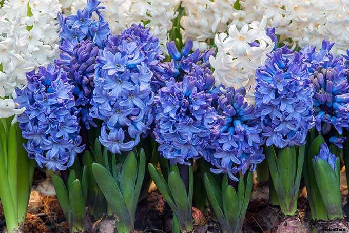 How to Grow Heavenly Hyacinths for Rich Spring Color and Sweet Perfume