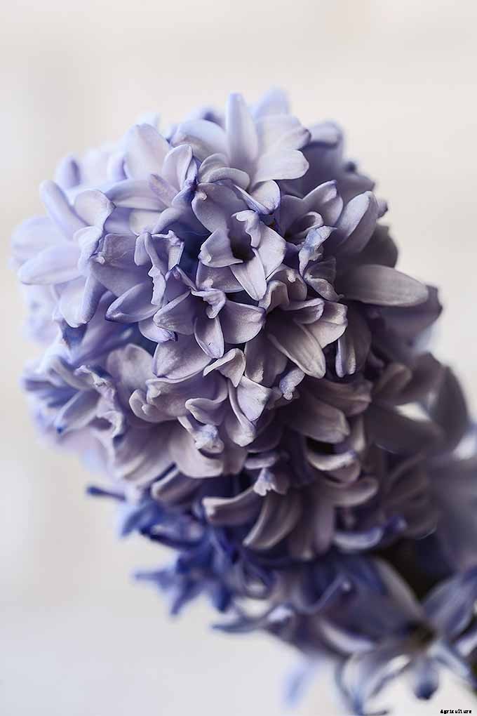 How to Grow Heavenly Hyacinths for Rich Spring Color and Sweet Perfume