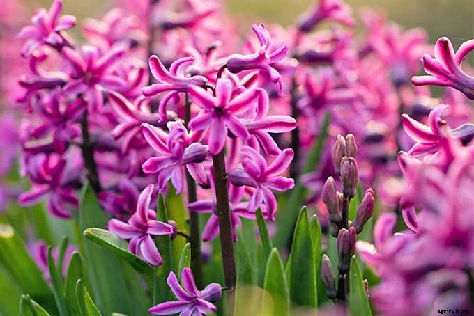 How to Grow Heavenly Hyacinths for Rich Spring Color and Sweet Perfume