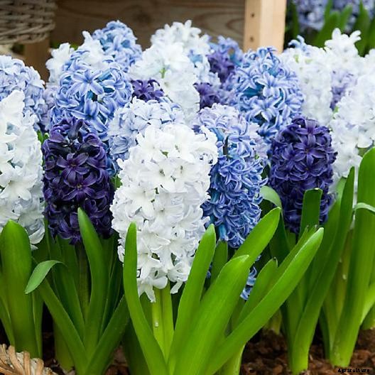 How to Grow Heavenly Hyacinths for Rich Spring Color and Sweet Perfume