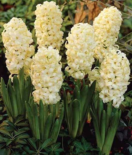 How to Grow Heavenly Hyacinths for Rich Spring Color and Sweet Perfume
