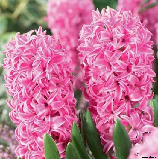 How to Grow Heavenly Hyacinths for Rich Spring Color and Sweet Perfume