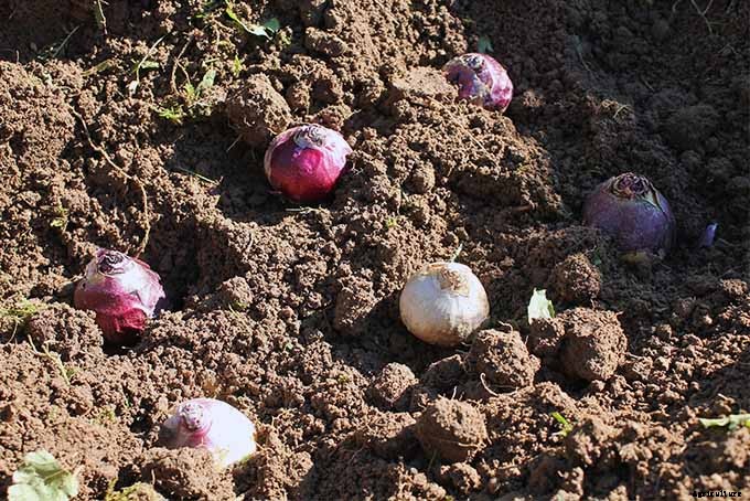 How to Grow Heavenly Hyacinths for Rich Spring Color and Sweet Perfume