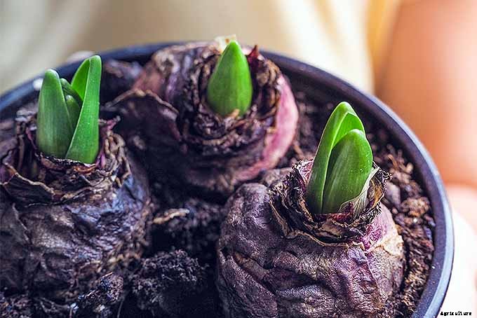 How to Grow Heavenly Hyacinths for Rich Spring Color and Sweet Perfume