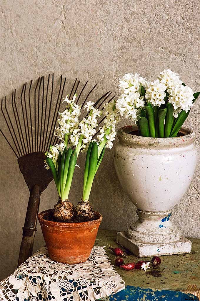 How to Grow Heavenly Hyacinths for Rich Spring Color and Sweet Perfume