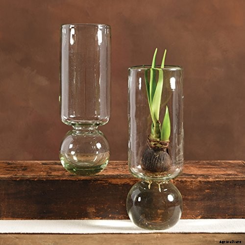 How to Grow Heavenly Hyacinths for Rich Spring Color and Sweet Perfume