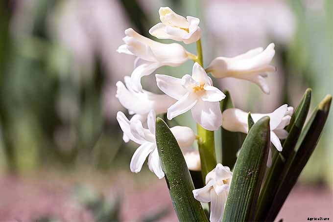 How to Grow Heavenly Hyacinths for Rich Spring Color and Sweet Perfume
