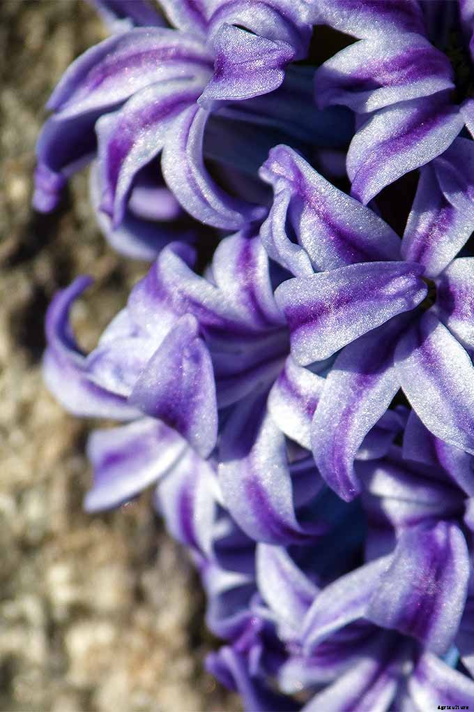 How to Grow Heavenly Hyacinths for Rich Spring Color and Sweet Perfume