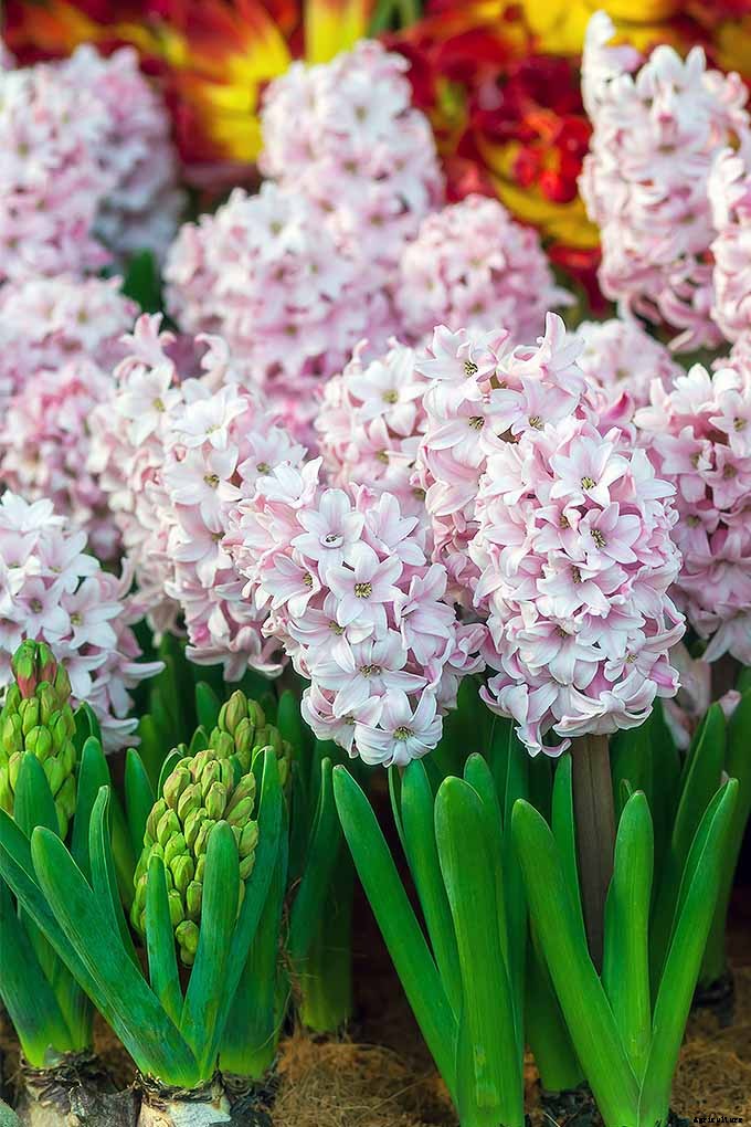 How to Grow Heavenly Hyacinths for Rich Spring Color and Sweet Perfume