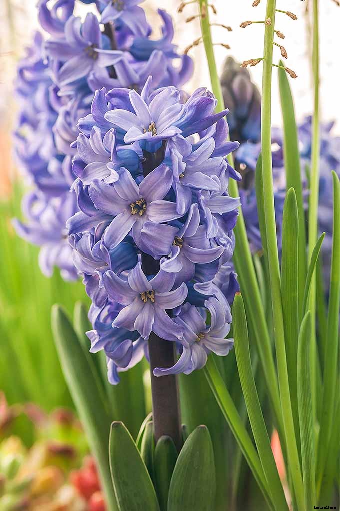 How to Grow Heavenly Hyacinths for Rich Spring Color and Sweet Perfume