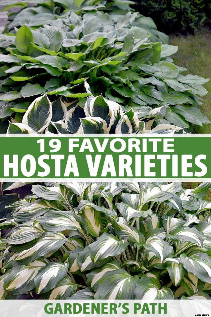 19 Favorite Hosta Varieties