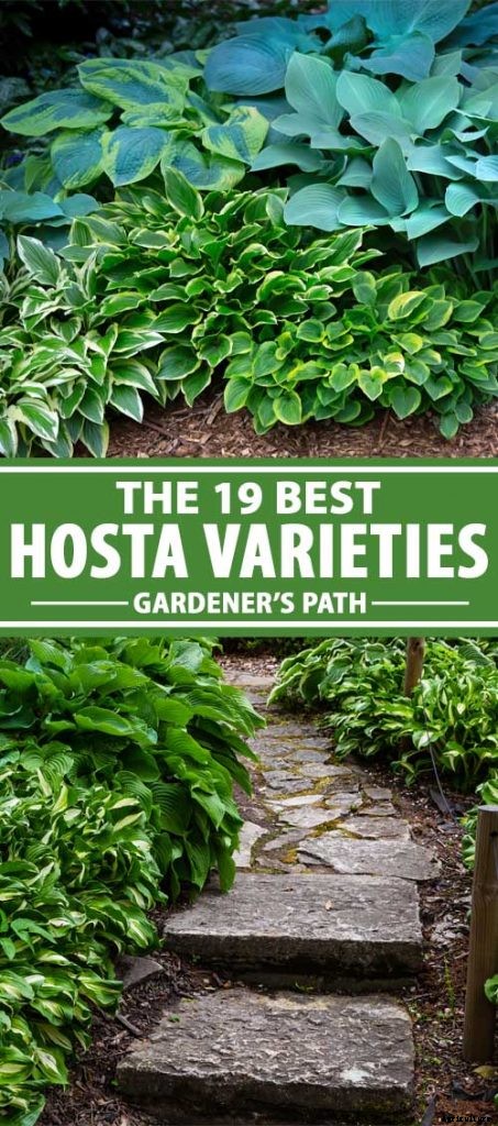 19 Favorite Hosta Varieties