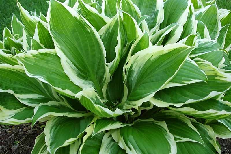 19 Favorite Hosta Varieties