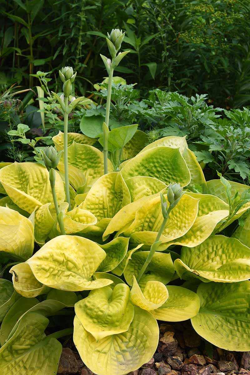 19 Favorite Hosta Varieties