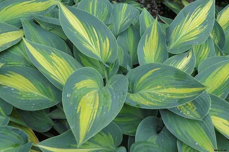 19 Favorite Hosta Varieties