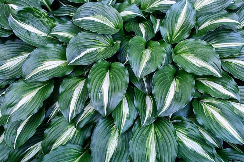 19 Favorite Hosta Varieties