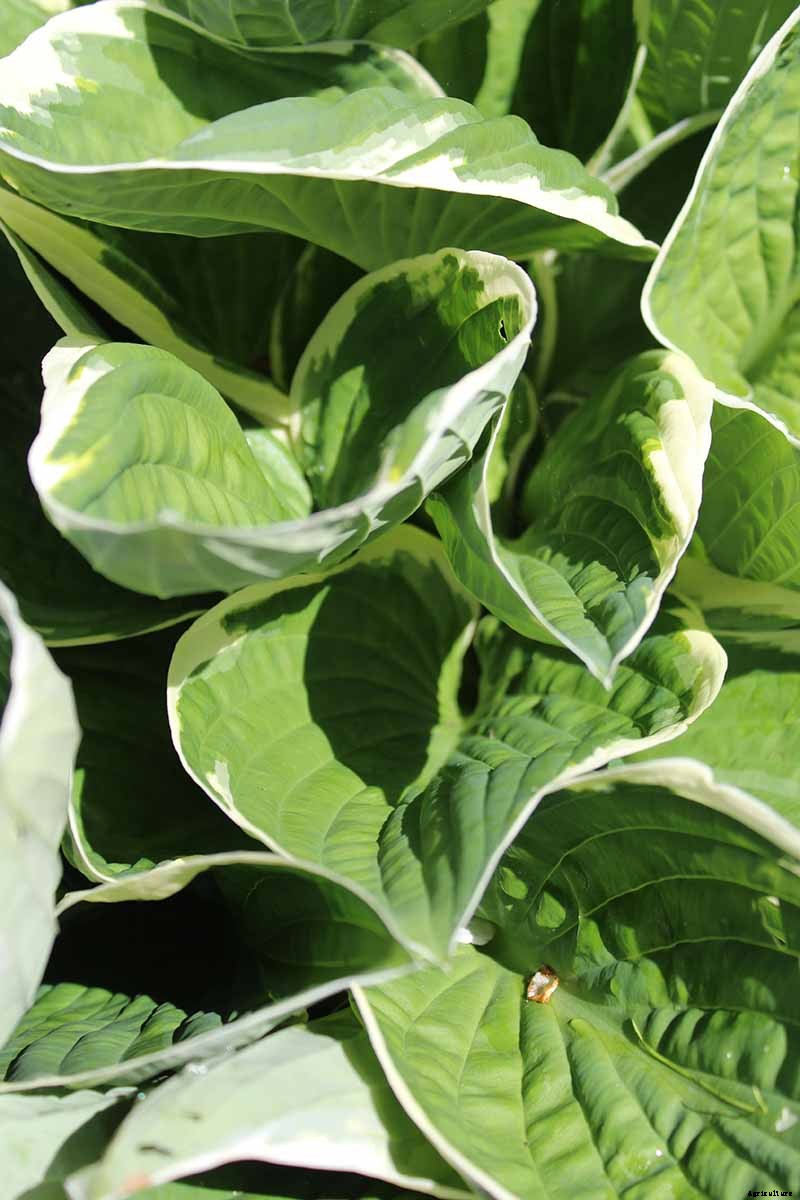 19 Favorite Hosta Varieties