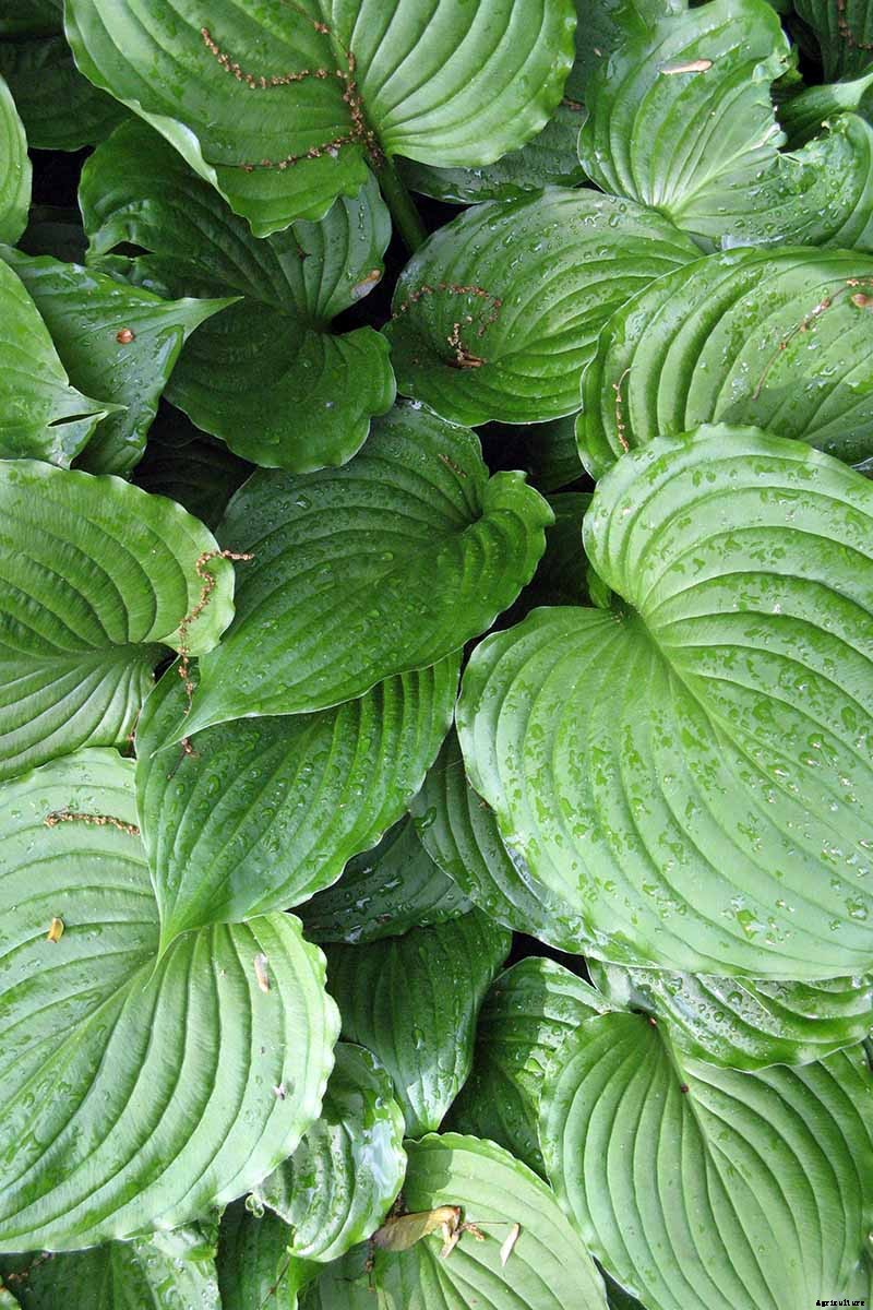 19 Favorite Hosta Varieties