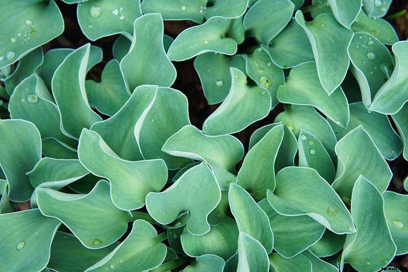 19 Favorite Hosta Varieties